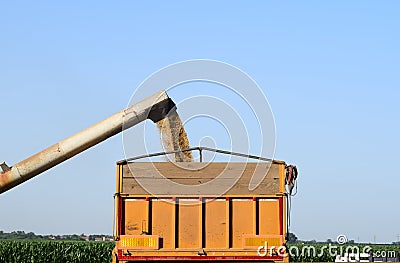 Pouring barley from unloader into the truck, Vojvodina, Serbia Stock Photo