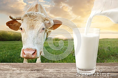 Pouring milk with cow Stock Photo