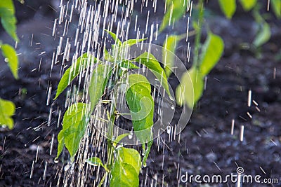 Pouring a plant from a watering can Stock Photo