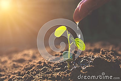 Pouring a young plant from hand. Gardening and watering plants Stock Photo