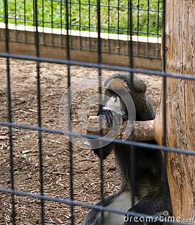 Pouting Primate Stock Photo