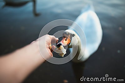 POV of feeding swan on the lake pond reaver. Toned image. Point of view shot Stock Photo