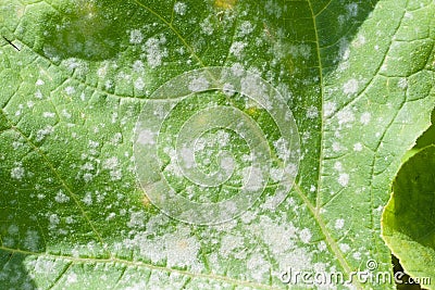 Powdery mildew on a leaf of pumpkin Stock Photo