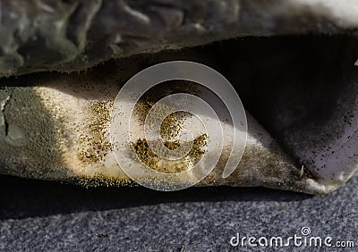 Powdery mildew mould hypha and spores,selective focus.Close-up of mold Stock Photo