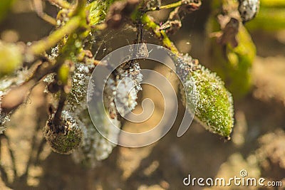 Powdery mildew ongrape Stock Photo