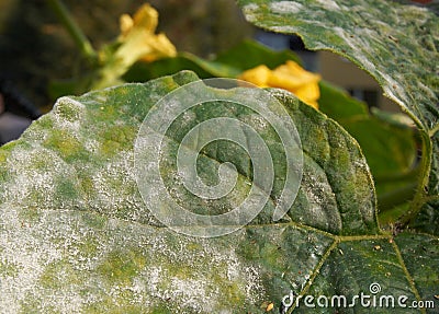 Powdery mildew Stock Photo