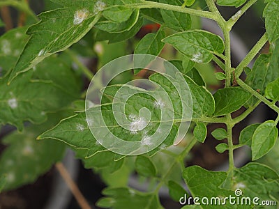 Powdery mildew in tomato. Stock Photo