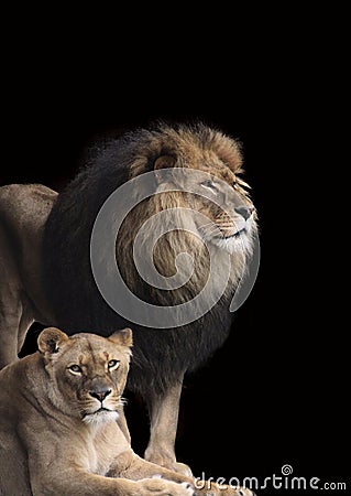 Power Couple, Lioness With Lion in the Background Stock Photo