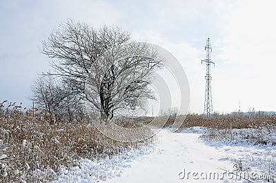 The power line tower is located in a marshy area, covered with snow. Large field of yellow bulrushes Stock Photo