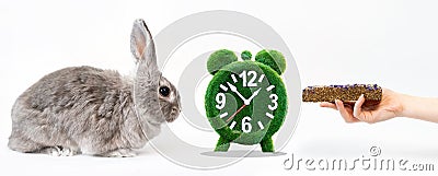 Power mode. A decorative gray rabbit, a grass alarm clock, and a woman`s hand with a dry pellet. White background. Banner. The Stock Photo