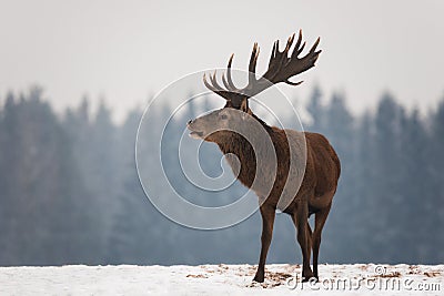 Powerful Adult Noble Deer Cervus Elaphus With Big Horns, Beautifully Turned Head. European Wildlife Landscape With Deer Stag. Stock Photo