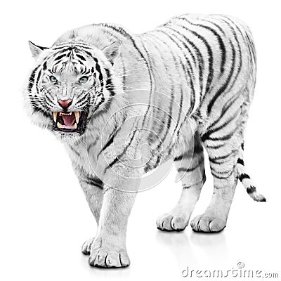 Furious white tiger Stock Photo