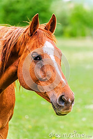 Powerful beautiful horse standing in the field and looking strai Stock Photo