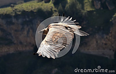 A vulture griffon in the natural park Stock Photo