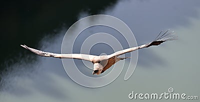 A vulture griffon in the natural park Stock Photo