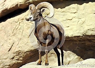 Powerful, Handsome Bighorn Sheep on the Rocks Stock Photo