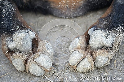 Paws of a dog on the sand. Large. Clearly. Stock Photo