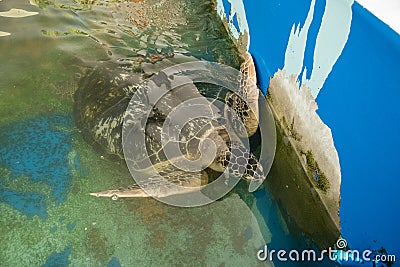 Prachuap Khiri Khan, Thailand - April, 18, 2017 : Big Sea turtle Stock Photo