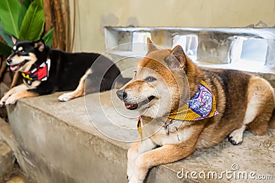 Prachuap Khiri Khan, Thailand- April, 03, 2021 : japanese chiba dog, very lovely and friendly dog in the dog cafe at Prachuap Stock Photo