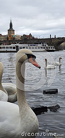 Prague city, Autumn view, Historically place Editorial Stock Photo