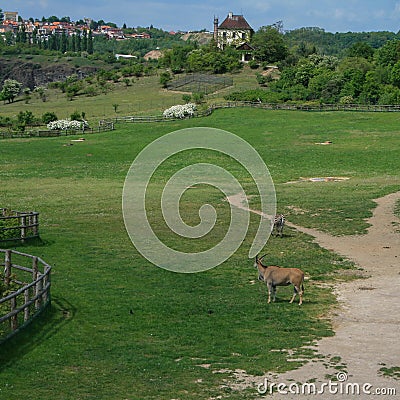 Hoofed animals on the field. African animals on the territory. Stock Photo