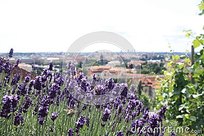 Prague, Vysehrad and lavender field Stock Photo