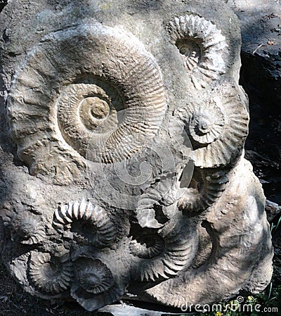 Prague Zoo - ancient ammonite fossils Stock Photo