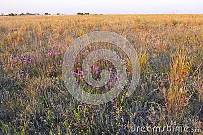 Prairie Stock Photo