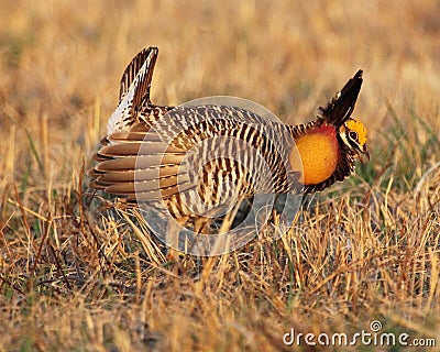 Prairie chicken Stock Photo