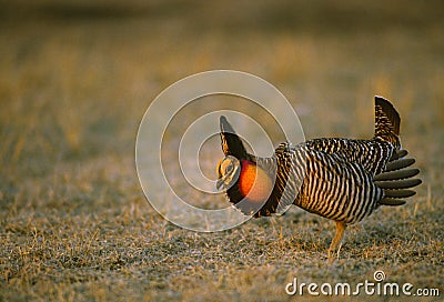 Prairie Chicken on Lek Stock Photo