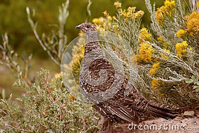Prairie Chicken and Rabbit Grass Stock Photo