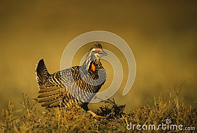 Prairie Chickens on Lek Stock Photo