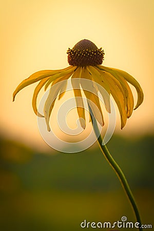 Prairie Coneflower Stock Photo