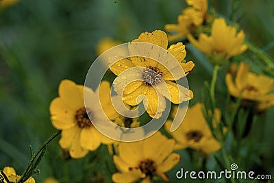 Prairie Coreopsis 39388 Stock Photo