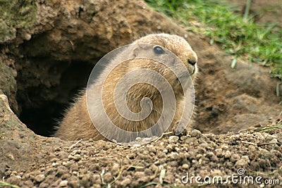 Prairie dog Stock Photo