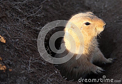 Prairie dog Stock Photo