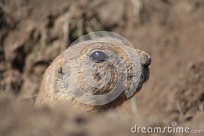 Prairie dog close-up portrait Stock Photo
