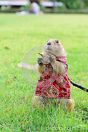 Prairie dog in cloth standing on grass Stock Photo