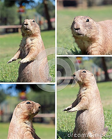 Prairie dog Stock Photo