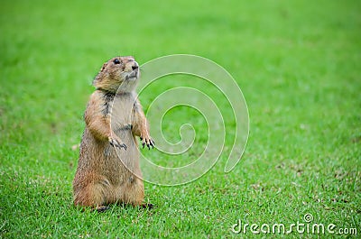 Prairie Dog Stock Photo