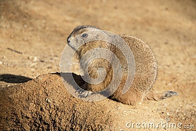 Prairie Dog Stock Photo