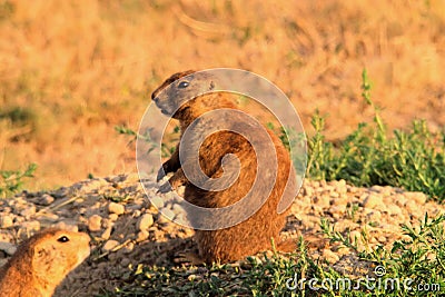 Prairie dog Stock Photo