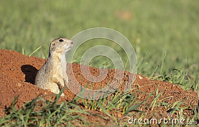 Prairie dog on red dirt with grass Stock Photo