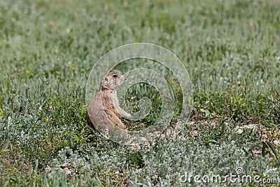 Prairie Dog Sitting in the Sunshine Stock Photo