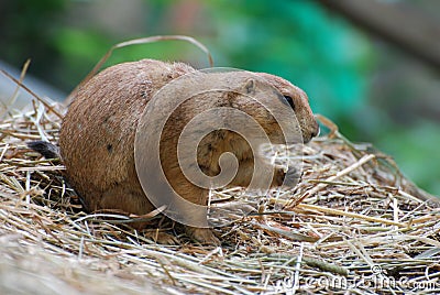 Prairie Dog Snacking on Crumbs While Sitting on Hay Stock Photo