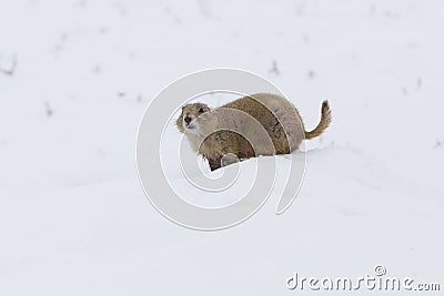Prairie dog standing in snow Stock Photo