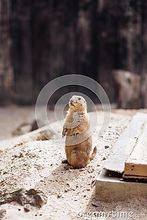 Prairie dog standing upright on the ground. Summer Stock Photo