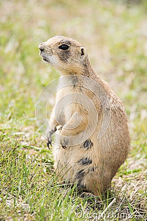 Prairie dog Stock Photo