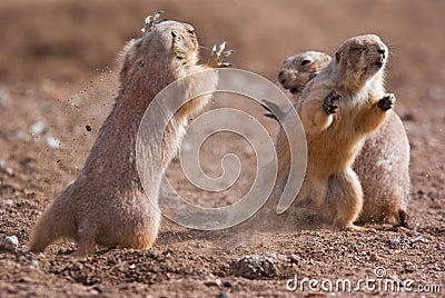 Prairie Dogs Stock Photo