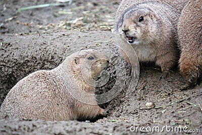 Prairie dogs in burrows rodents native to the grasslands of North America - stock photo Stock Photo